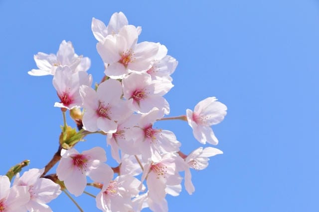 年賀状に桜はおかしい？桜柄が持つ意味や新春を祝う由来について